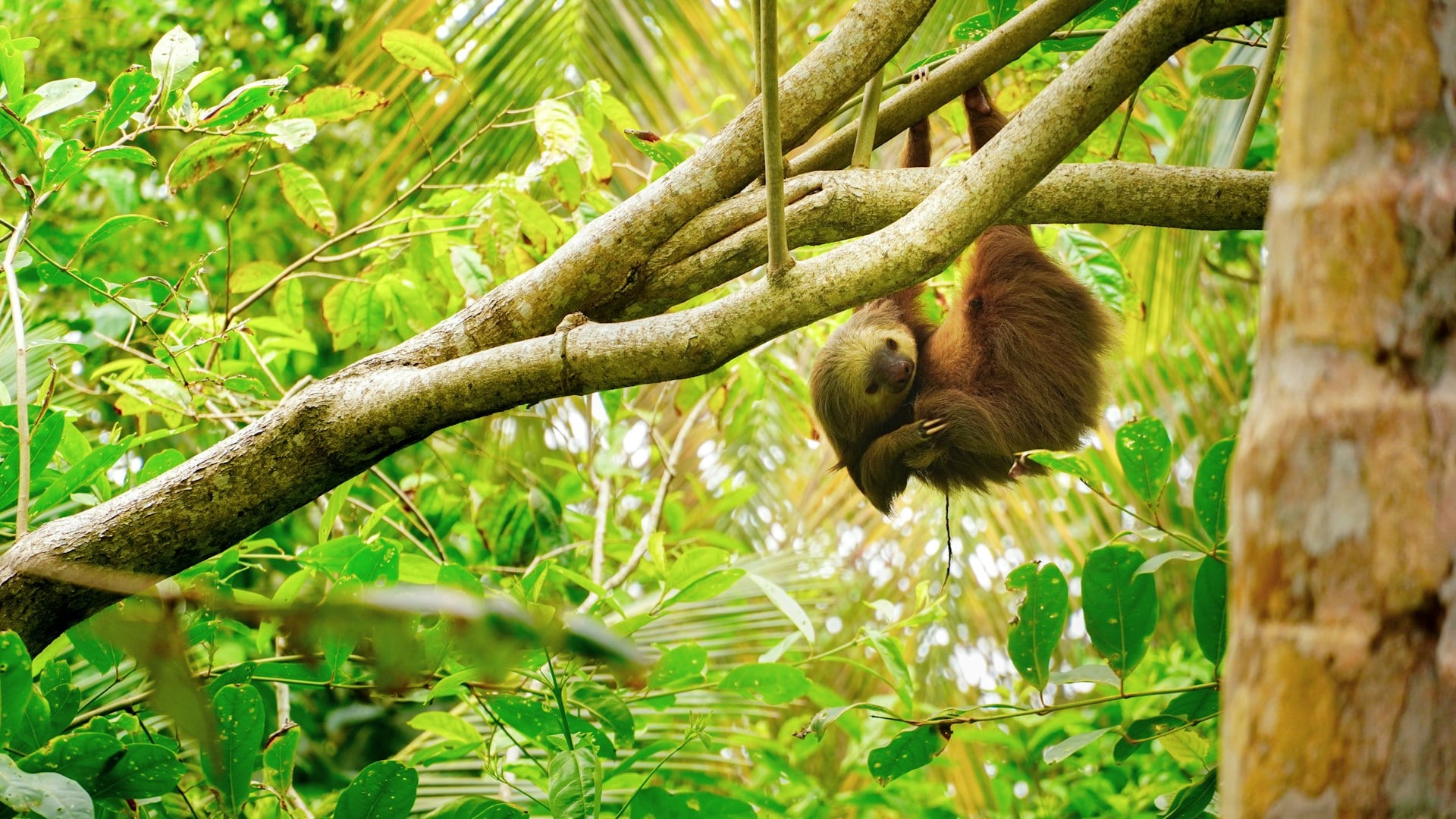 A tu aire Costa Rica
